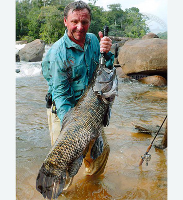 1465_IGFA_Giant Trahira_Hoplias macrophthalmus.jpg 1465_IGFA_Giant Trahira_Hoplias macrophthalmus.jpg